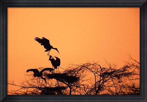 Framed Painted Stork against a sunset sky, India Print