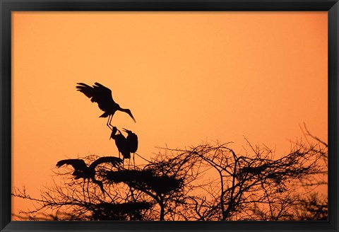 Framed Painted Stork against a sunset sky, India Print