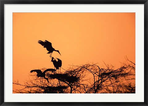 Framed Painted Stork against a sunset sky, India Print