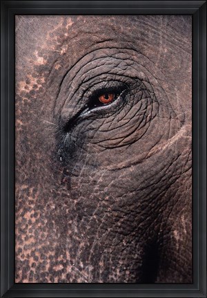 Framed Asian Elephant&#39;s Eye, Kaziranga National Park, India Print