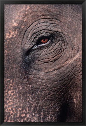 Framed Asian Elephant&#39;s Eye, Kaziranga National Park, India Print