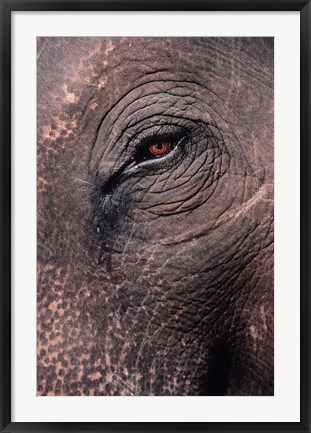 Framed Asian Elephant&#39;s Eye, Kaziranga National Park, India Print