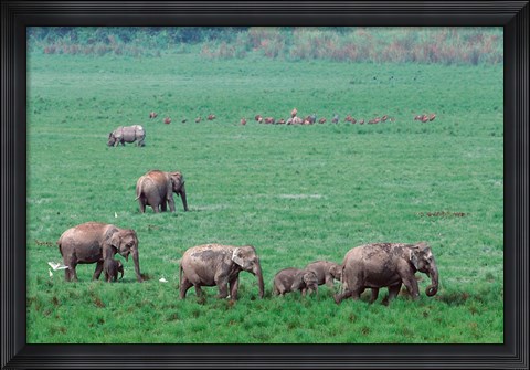 Framed Asian Elephant in Kaziranga National Park, India Print