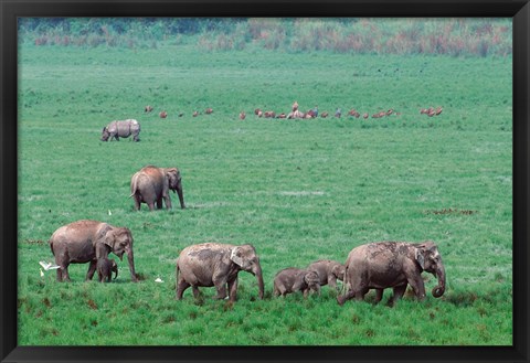 Framed Asian Elephant in Kaziranga National Park, India Print