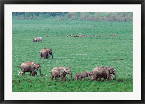 Framed Asian Elephant in Kaziranga National Park, India Print