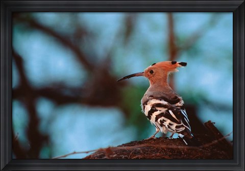 Framed Common Hoopoe in Bandhavgarh National Park, India Print