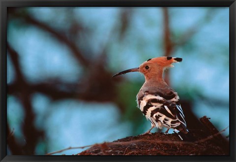 Framed Common Hoopoe in Bandhavgarh National Park, India Print