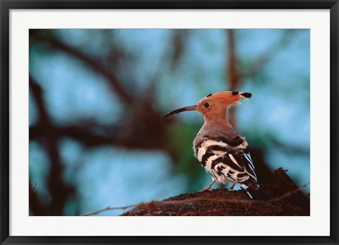 Framed Common Hoopoe in Bandhavgarh National Park, India Print