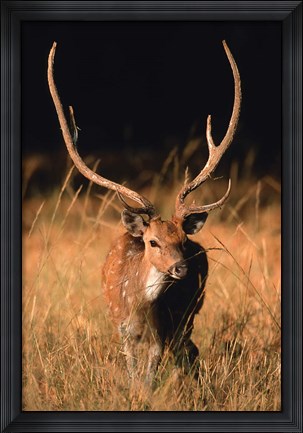 Framed Chital in Bandhavgarh National Park, India Print