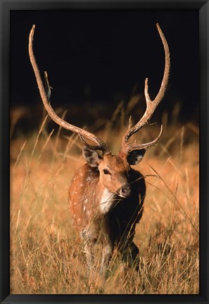 Framed Chital in Bandhavgarh National Park, India Print