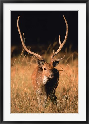 Framed Chital in Bandhavgarh National Park, India Print