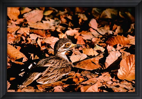 Framed Eurasian Thick-knee in Bandhavgarh National Park, India Print