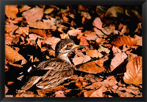 Framed Eurasian Thick-knee in Bandhavgarh National Park, India Print