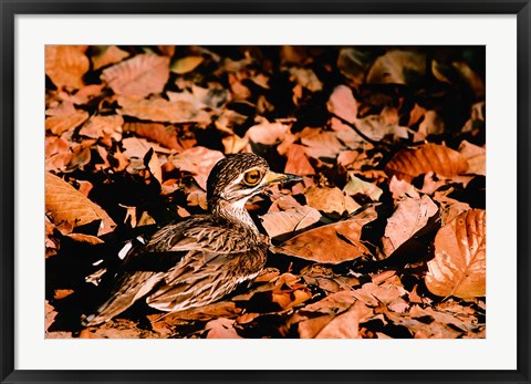 Framed Eurasian Thick-knee in Bandhavgarh National Park, India Print