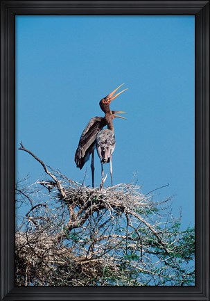 Framed pair of Painted Stork in a tree, India Print