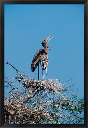 Framed pair of Painted Stork in a tree, India Print