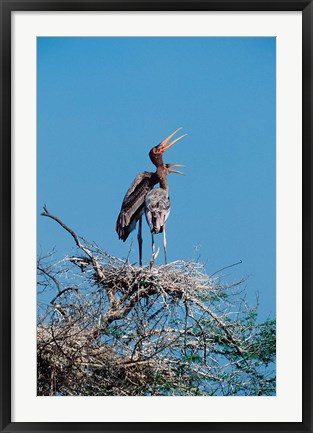 Framed pair of Painted Stork in a tree, India Print