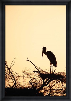 Framed Painted Stork in Bandhavgarh National Park, India Print