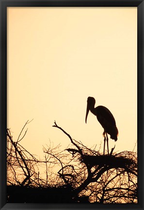 Framed Painted Stork in Bandhavgarh National Park, India Print