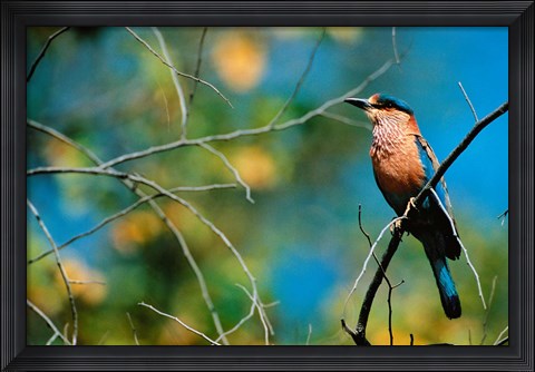 Framed Indian Roller in Bandhavgarh National Park, India Print