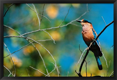 Framed Indian Roller in Bandhavgarh National Park, India Print