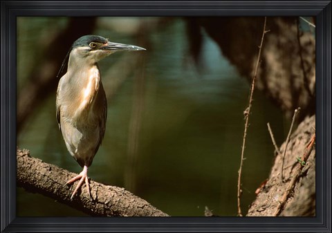 Framed Little Heron in Bandhavgarh National Park, India Print