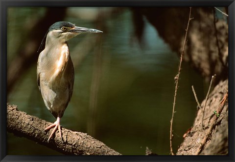 Framed Little Heron in Bandhavgarh National Park, India Print