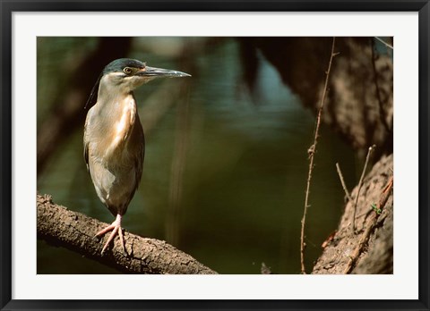 Framed Little Heron in Bandhavgarh National Park, India Print