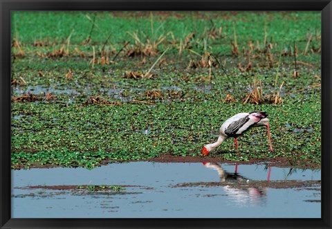 Framed Painted Stork by the water, India Print