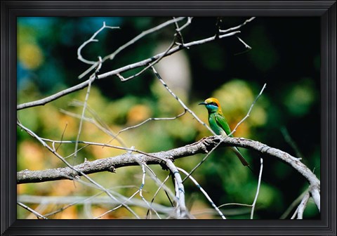 Framed Green Bee-eater in Bandhavgarh National Park, India Print