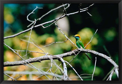 Framed Green Bee-eater in Bandhavgarh National Park, India Print