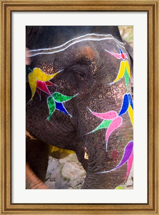 Framed Elephant at Amber Fort, Rajasthan, Jaipur, India Print