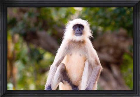 Framed Monkey, Ranthambore National Park, Rajastan, India Print