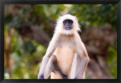 Framed Monkey, Ranthambore National Park, Rajastan, India Print