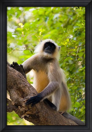 Framed Monkey, Rajastan, India Print
