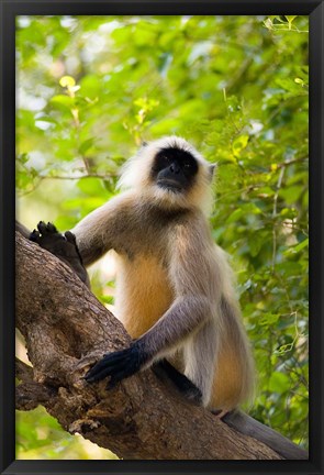 Framed Monkey, Rajastan, India Print