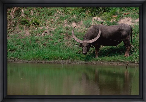 Framed Water Buffalo in Kaziranga National Park, India Print