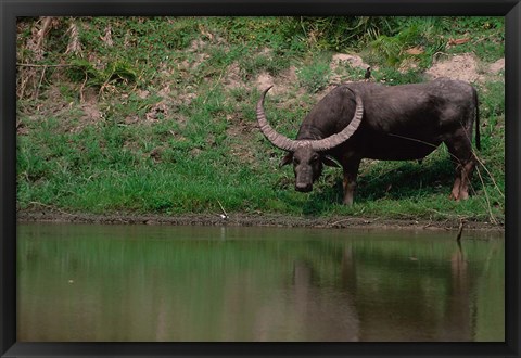 Framed Water Buffalo in Kaziranga National Park, India Print