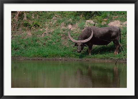 Framed Water Buffalo in Kaziranga National Park, India Print