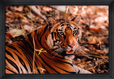 Framed Bengal Tiger in Bandhavgarh National Park, India Print
