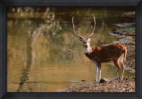 Framed Chital at Water&#39;s Edge in Bandhavgarh National Park, India Print