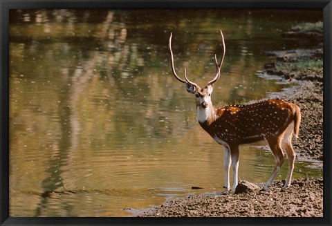 Framed Chital at Water&#39;s Edge in Bandhavgarh National Park, India Print