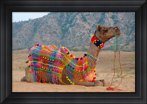 Framed Brightly decorated camel, Pushkar, Rajasthan, India. Print