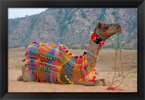 Framed Brightly decorated camel, Pushkar, Rajasthan, India. Print