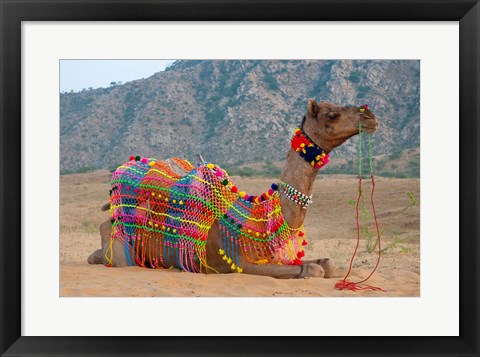 Framed Brightly decorated camel, Pushkar, Rajasthan, India. Print