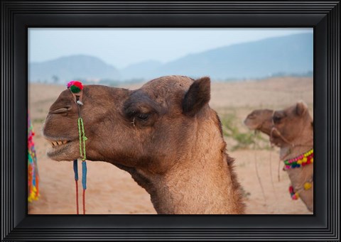 Framed Close-up of a camel, Pushkar, Rajasthan, India. Print
