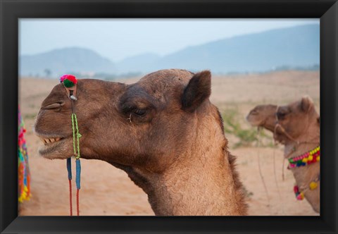 Framed Close-up of a camel, Pushkar, Rajasthan, India. Print