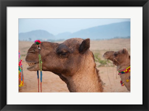 Framed Close-up of a camel, Pushkar, Rajasthan, India. Print