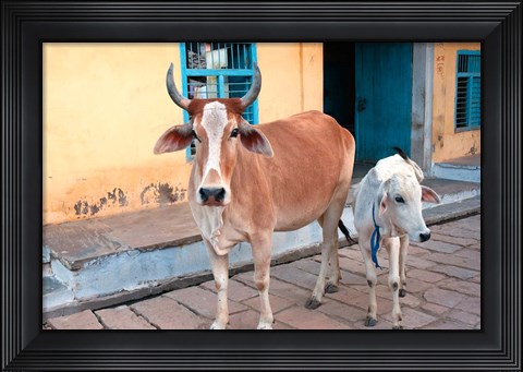 Framed Cow and calf on the street, Jojawar, Rajasthan, India. Print