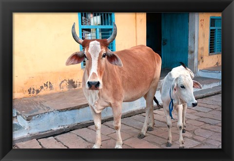 Framed Cow and calf on the street, Jojawar, Rajasthan, India. Print